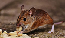 24 Hour & Emergency Exterminators in Rhine, NC